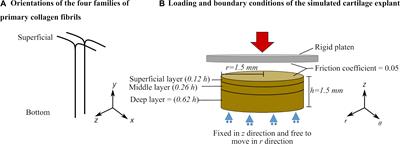 An in silico Framework of Cartilage Degeneration That Integrates Fibril Reorientation and Degradation Along With Altered Hydration and Fixed Charge Density Loss